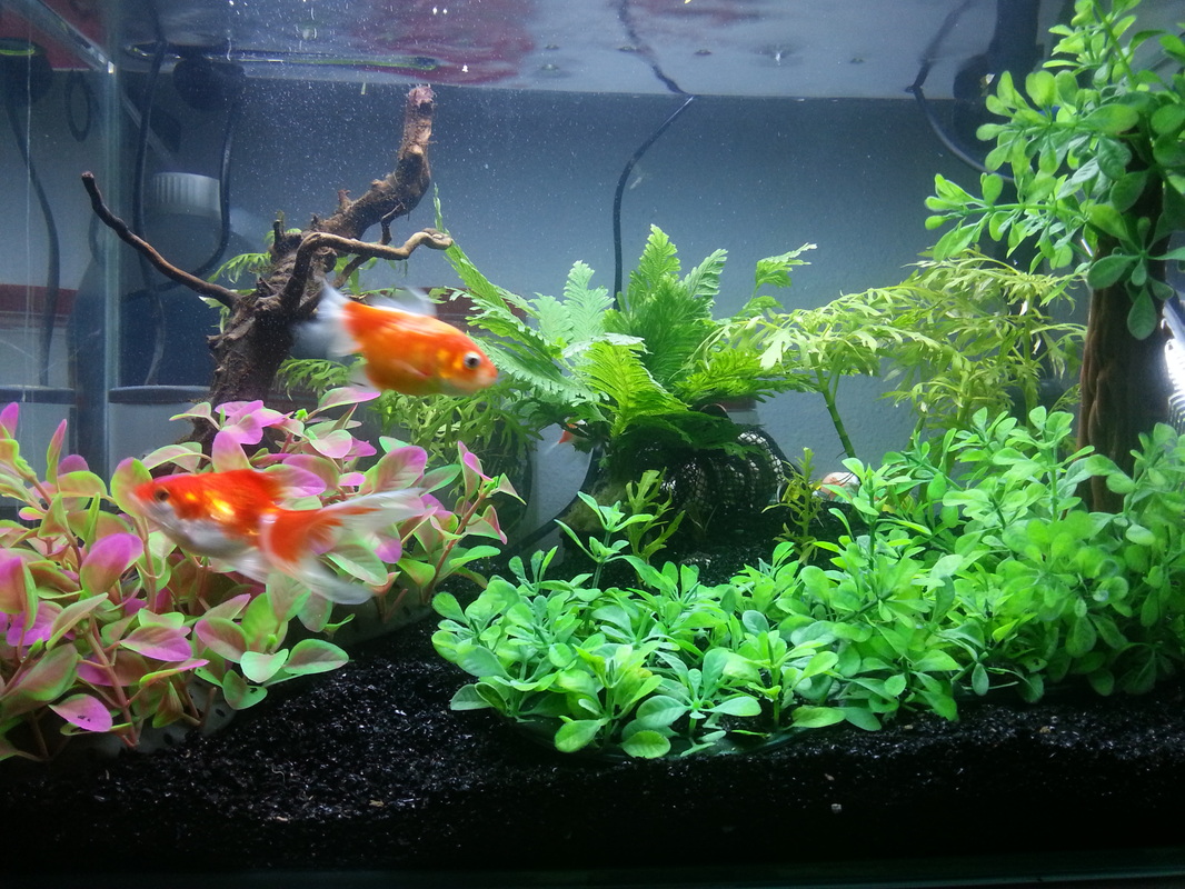goldfish aquarium set